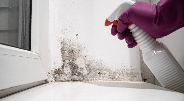 Best Water damage contractors near me  in Centerville, GA